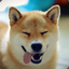 Shibe