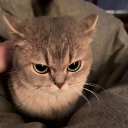 纯爱战士金豆豆