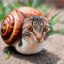 Snailcat