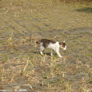 皮皮虾丶我们走