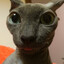 celeron