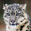 Snow leoPard