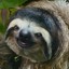 Happy Sloth