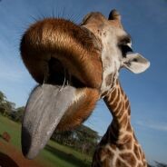 maclearn_25 - steam id 76561197961864545