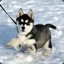 &lt;color=#3bf802&gt;Husky&lt;/color&gt;