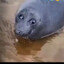 тюлень