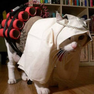 Arabianz Cat