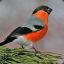 BullFinch