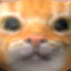 catnotfat