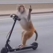 Mobin Monkey