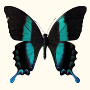 眼睛是最小的海