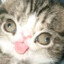 Gato Visco
