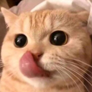 SHADEBYTE < B > SKINS