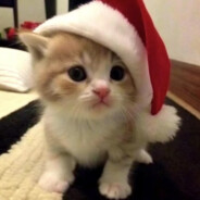 超级无敌厉害的丹丹