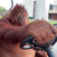 MonkeyInDaCar