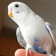 The Gorgen Freeman avatar