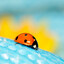 bug31000vr