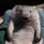 A Wacked Wombat