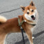 Shiba Nummer eins