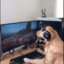 dogplayer_242