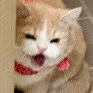 熊猫曦