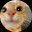 stupidcheesecat