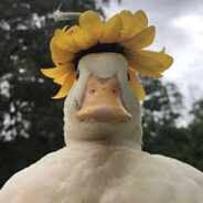 Wææx