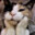 Sir_Yuki