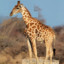 shortgiraffe