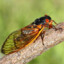 Cicada