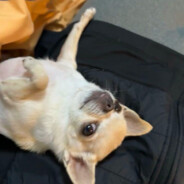 世界第一土豆大王