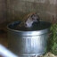 Hyena под пивом