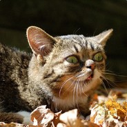 Ковбой Хагис