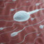 Spermatosoit