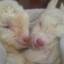 Maxwell_W