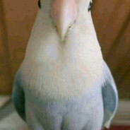 БАХБАХУБИЛНАХ