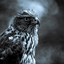 Black Hawk