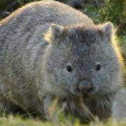 Wombat