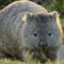 Wombat