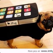 jf