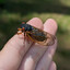 8 Million Frotting Cicadas