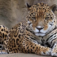 Philipp_videocreater