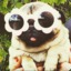 pugthug