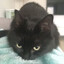 C418_cat