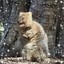 QUOKKA