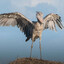 stork
