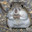 Kangaroo Rat
