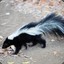 Skunk