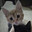 Ester