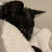 柠檬水不要柠檬